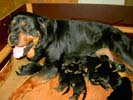Welpen von Umbra und Drago
